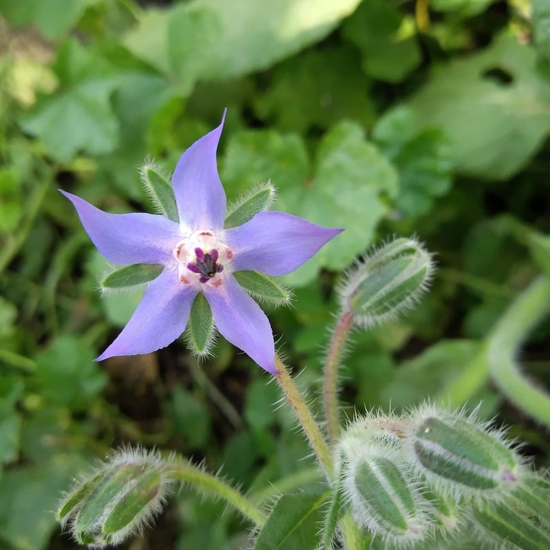 Permaculture Designer