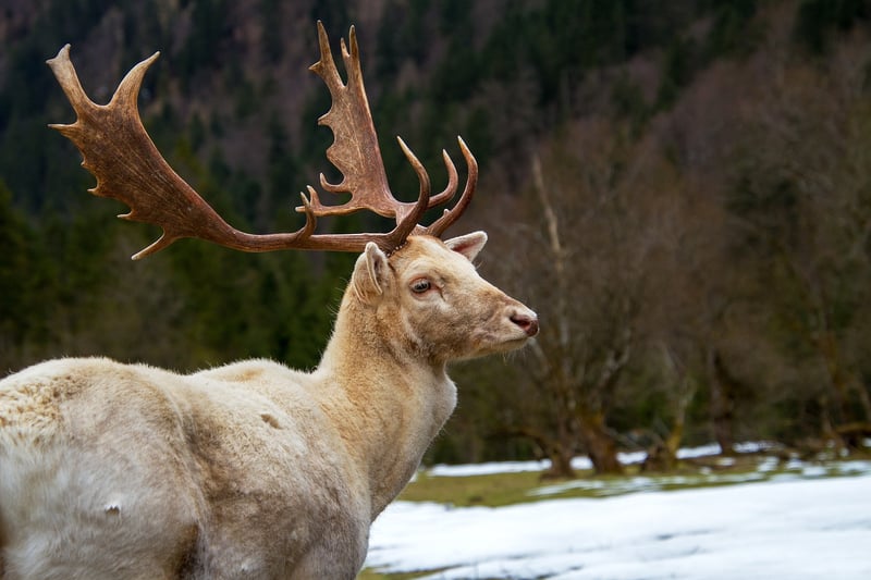 Wildlife Rehabilitator