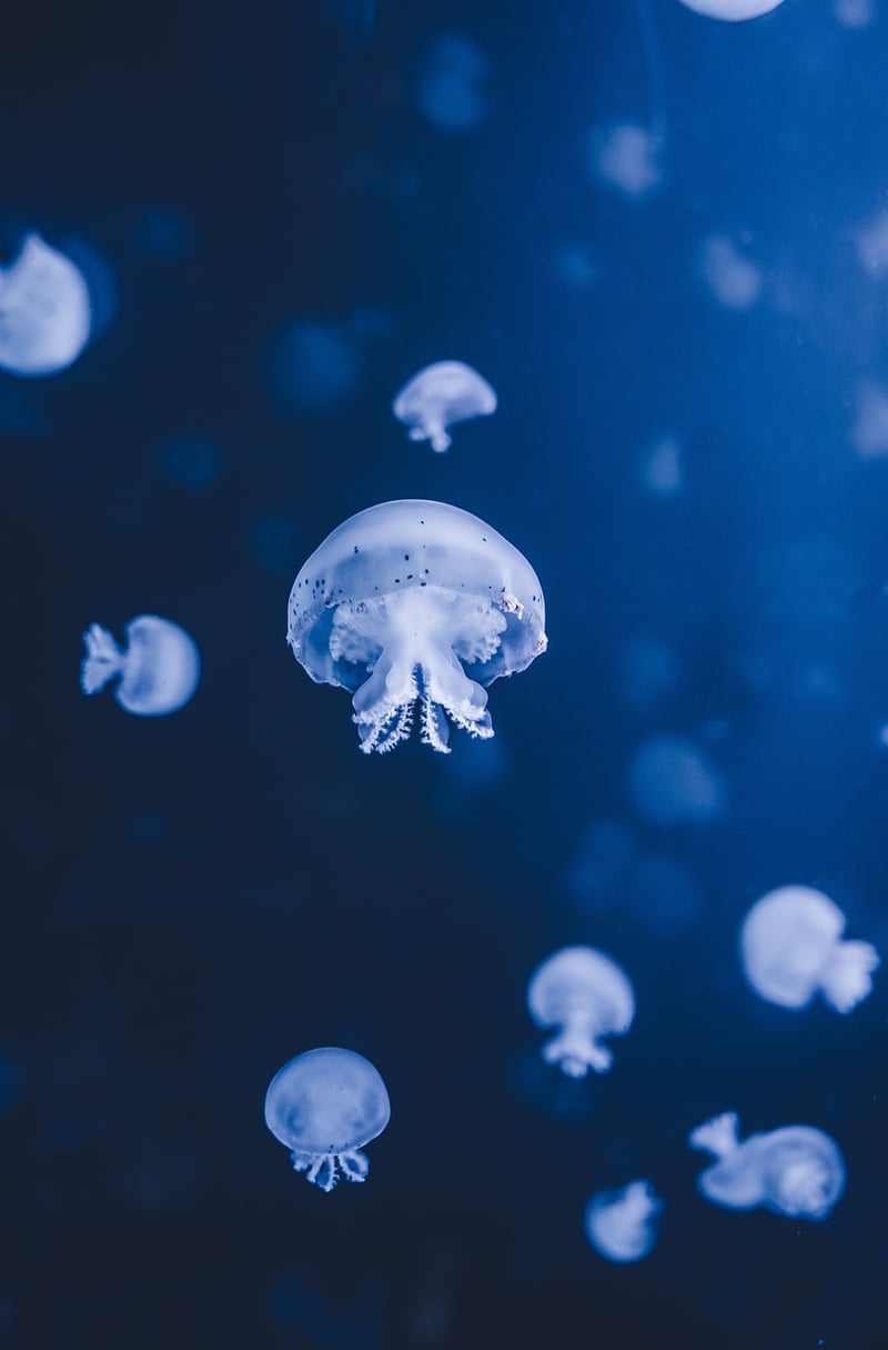 Underwater Adventure